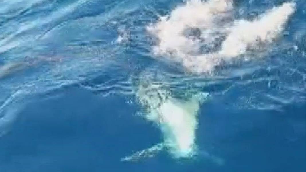 Hatay’da Köpek Balığı Paniği: Botu Batırabilir Diye Korktular! 2